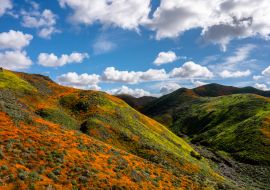 Lais Puzzle - Kalifornische Mohnblumen färben den Hang an einem schönen bewölkten Tag in Lake Elsinore, Kalifornien - 1.000 Teile