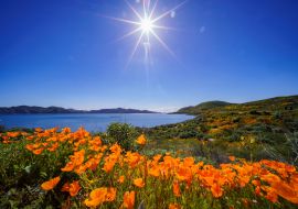 Lais Puzzle - Viele blühende Wildblumen am Diamond Valley Lake - 1.000 Teile