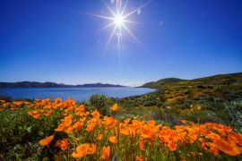 Lais Puzzle - Viele blühende Wildblumen am Diamond Valley Lake - 2.000 Teile