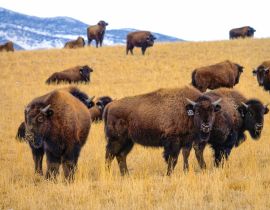 Lais Puzzle - Eine Herde domestizierter Bisons ist in der malerischen Prärie von Montana unterwegs - 40, 100, 200, 500, 1.000 & 2.000 Teile
