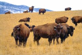 Lais Puzzle - Eine Herde domestizierter Bisons ist in der malerischen Prärie von Montana unterwegs - 2.000 Teile