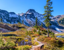 Lais Puzzle - Fragment eines Wanderwegs im Mount Baker Visitor Center, Washington - 40, 100, 200, 500, 1.000 & 2.000 Teile