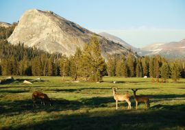 Lais Puzzle - Eine Familie von Weißwedelhirschen auf einer offenen grünen Wiese im Sommer, Tuolumne Meadows, Yosemite National Park, Kalifornien, USA - 1.000 Teile