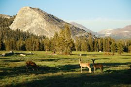 Lais Puzzle - Eine Familie von Weißwedelhirschen auf einer offenen grünen Wiese im Sommer, Tuolumne Meadows, Yosemite National Park, Kalifornien, USA - 2.000 Teile