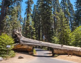 Lais Puzzle - Schöne Aufnahme einer Person, die an der Spitze eines Tunnelblocks im Sequoia National Park, Kalifornien, steht - 40, 100, 200, 500, 1.000 & 2.000 Teile