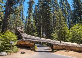 Lais Puzzle - Schöne Aufnahme einer Person, die an der Spitze eines Tunnelblocks im Sequoia National Park, Kalifornien, steht - 1.000 Teile