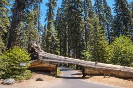 Lais Puzzle - Schöne Aufnahme einer Person, die an der Spitze eines Tunnelblocks im Sequoia National Park, Kalifornien, steht - 2.000 Teile