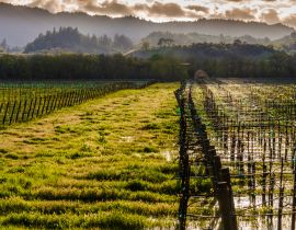 Lais Puzzle - Stehendes Wasser in einem Weinberg mit rollenden Hügeln in der Ferne, Dry Creek Valley, Healdsburg, Kalifornien, USA - 40, 100, 200, 500, 1.000 & 2.000 Teile