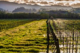 Lais Puzzle - Stehendes Wasser in einem Weinberg mit rollenden Hügeln in der Ferne, Dry Creek Valley, Healdsburg, Kalifornien, USA - 2.000 Teile