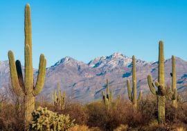 Lais Puzzle - Kakteen im Saguaro-Nationalpark in Süd-Arizona - 1.000 Teile