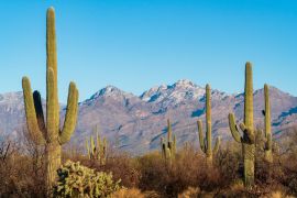 Lais Puzzle - Kakteen im Saguaro-Nationalpark in Süd-Arizona - 2.000 Teile