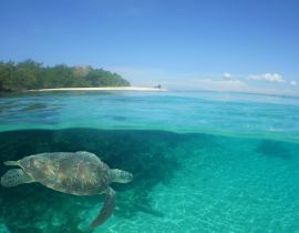 Lais Puzzle - Unterwasserszene , Karibisches Meer , Venezuela - 40, 100, 200, 500, 1.000 & 2.000 Teile