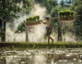 Lais Puzzle - Harte Arbeit Landwirt in Reis grünen Feldern hält Reis Baby - 40, 100, 200, 500, 1.000 & 2.000 Teile
