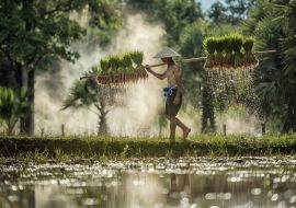 Lais Puzzle - Harte Arbeit Landwirt in Reis grünen Feldern hält Reis Baby - 1.000 Teile