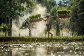 Lais Puzzle - Harte Arbeit Landwirt in Reis grünen Feldern hält Reis Baby - 2.000 Teile