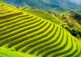 Lais Puzzle - Terrassenreisfeld in den Bergen von Mu Cang Chai, Provinz Yen Bai, Nordvietnam - 1.000 Teile
