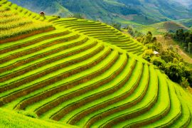 Lais Puzzle - Terrassenreisfeld in den Bergen von Mu Cang Chai, Provinz Yen Bai, Nordvietnam - 2.000 Teile