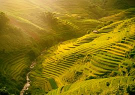 Lais Puzzle - Morgendliche Reisterrassen in der Schlucht. Vietnam Reisfeldterrassen in den Bergen in Mu Cang Chai Vietnam - 1.000 Teile