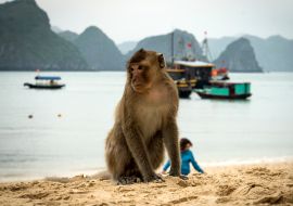 Lais Puzzle - Strand der Affeninsel in der Lan Ha Bucht, Ha long Bay Tour in Cat Ba, Vietnam - 1.000 Teile
