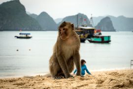 Lais Puzzle - Strand der Affeninsel in der Lan Ha Bucht, Ha long Bay Tour in Cat Ba, Vietnam - 2.000 Teile