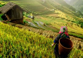 Lais Puzzle - schöne Reisterrassen, in Mu cang chai, Yenbai, Vietnam - 1.000 Teile