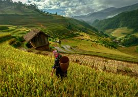 Lais Puzzle - schöne Reisterrassen, in Mu cang chai, Yenbai, Vietnam - 1.000 Teile