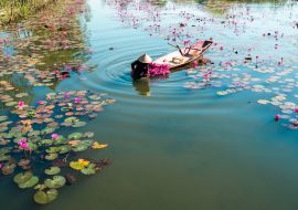 Lais Puzzle - Yen-Fluss mit Ruderboot bei der Seerosenernte in Ninh Binh, Vietnam - 1.000 Teile
