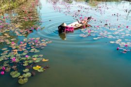 Lais Puzzle - Yen-Fluss mit Ruderboot bei der Seerosenernte in Ninh Binh, Vietnam - 2.000 Teile