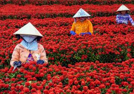 Lais Puzzle - Gruppe vietnamesischer Bauern bei der Arbeit im Garten mit roten Blumen in Sadec, Provinz Dong Thap, Vietnam - 1.000 Teile