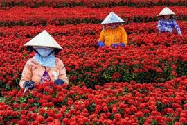 Lais Puzzle - Gruppe vietnamesischer Bauern bei der Arbeit im Garten mit roten Blumen in Sadec, Provinz Dong Thap, Vietnam - 2.000 Teile
