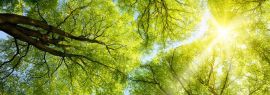 Lais Puzzle - Sonne leuchtet durch Baumkronen, Panorama - 1.000 Teile