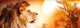 Lais Puzzle - Löwe im Sonnenuntergang, Panorama - 1.000 Teile