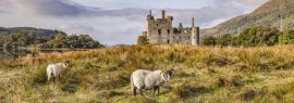 Lais Puzzle - Schottische Blackface-Rammen auf Kilchurn Castle, Argyll und Bute, Schottland, Panorama - 1.000 Teile