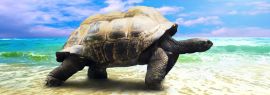 Lais Puzzle - große Schildkröte am Strand, Panorama - 1.000 Teile