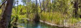 Lais Puzzle - Mataranka Hot Springs im Waterhouse River, Mataranka, Northern Territory, Australien, Panorama - 1.000 Teile