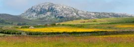 Lais Puzzle - Holyhead Mountain, (der walisische Name ist Mynydd Twr) über den Feldern mit Butterblumen und Wildblumen. In Holyhead Anglesey Nordwales, Panorama - 1.000 Teile