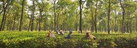 Lais Puzzle - Teegartenarbeiterinnen pflücken Teeblätter in Assam - Indien, Panorama - 1.000 Teile