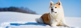 Lais Puzzle - Akita Inu, Panorama - 1.000 Teile