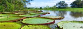 Lais Puzzle - Victoria Regia im Amazonas-Regenwald, Kolumbien, Panorama - 1.000 Teile