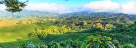 Lais Puzzle - Blick auf eine Kaffeeplantage bei Manizales, Kolumbien, Panorama - 1.000 Teile