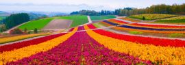 Lais Puzzle - Blumenfeld in Furano, Hokkaido, Japan, Panorama - 1.000 Teile