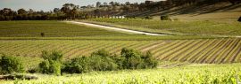 Lais Puzzle - Weingut Weinberge mit Reihen von konturierten Reben und Trauben, im Clare Valley, Südaustralien, Panorama - 1.000 Teile