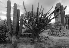 Lais Puzzle - Drei Arten von Kaktuspflanzen im Park der Stadt San Fernando del Valle de Catamarca in schwarz weiß - 1.000 Teile