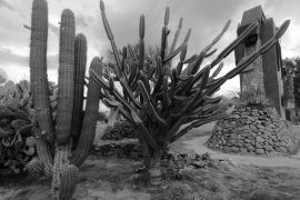 Lais Puzzle - Drei Arten von Kaktuspflanzen im Park der Stadt San Fernando del Valle de Catamarca in schwarz weiß - 2.000 Teile