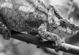 Lais Puzzle - Das Parsons-Chamäleon (Calumma parsonii) ist eine große Chamäleonart, eine Eidechse aus der Familie der Chamaeleonidae. Es ist endemisch in Madagaskar in schwarz weiß - 1.000 Teile