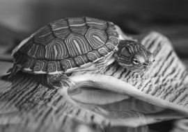 Lais Puzzle - Kleine Schildkröte auf braunem Stein in schwarz weiß - 1.000 Teile