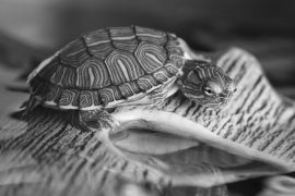 Lais Puzzle - Kleine Schildkröte auf braunem Stein in schwarz weiß - 2.000 Teile