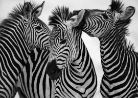 Lais Puzzle - Zebras in schwarz weiß - 500, 1.000 & 2.000 Teile
