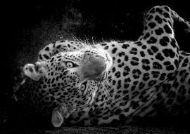 Lais Puzzle - Fine Art Porträt der wilden männlichen Leopard oder Panther in isolierten schwarzen Hintergrund bei Wildlife-Safari im Wald von Zentral-Indien in schwarz weiß - 500, 1.000 & 2.000 Teile