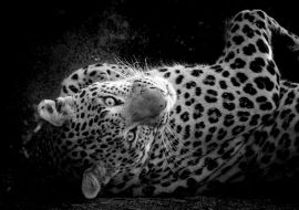 Lais Puzzle - Fine Art Porträt der wilden männlichen Leopard oder Panther in isolierten schwarzen Hintergrund bei Wildlife-Safari im Wald von Zentral-Indien in schwarz weiß - 1.000 Teile